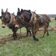 mules-at-morning-side-farm-023