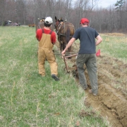 mules-at-morning-side-farm-038