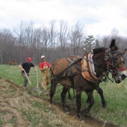 mules-at-morning-side-farm-050