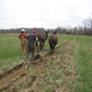 mules-at-morning-side-farm-066