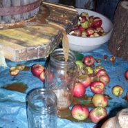 Cider running out from a press.