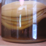 Kombucha with many-layered mother.