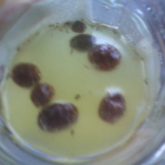 Kvass with raisins floating in it.