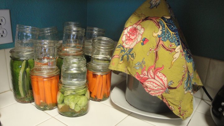 Lots of fermenting vegetables, in jars and weighed down by smaller jars.