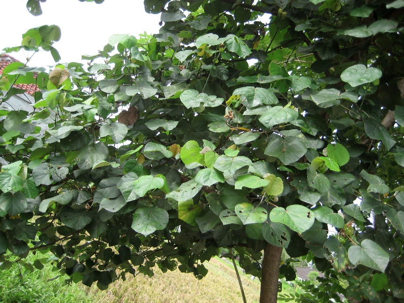 Waru tree (Hibiscus tiliaceus).