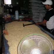 Cooked soybeans spread out to dry and cool