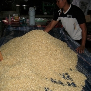 Cooled, dried beans mounded and ready to inoculate.