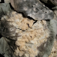 Tempeh starter: Leaves of the waru tree (Hibiscus tiliaceus), with tempeh molds that have sporulated.