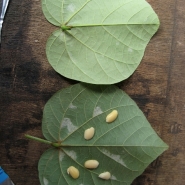 Fresh waru leaves, with inoculated soybeans placed to illustrate how molded leaves are prepared.