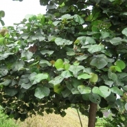 Waru tree (Hibiscus tiliaceus).