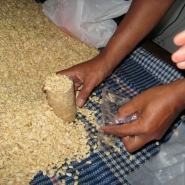 Measuring beans to fill perforated plastic bags.