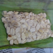 Close-up of the partially fermented tempeh; note that thin hairy mold is beginning to be visible.