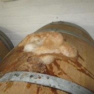 lulworthskipperdorsetcider